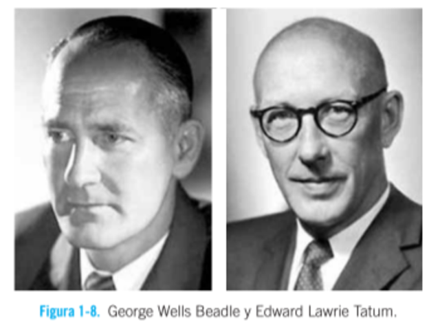 Edward Lawrie Tatum y George Wells Beadle