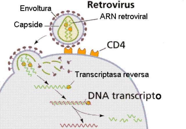 Transcriptasa inversa de retrovirus