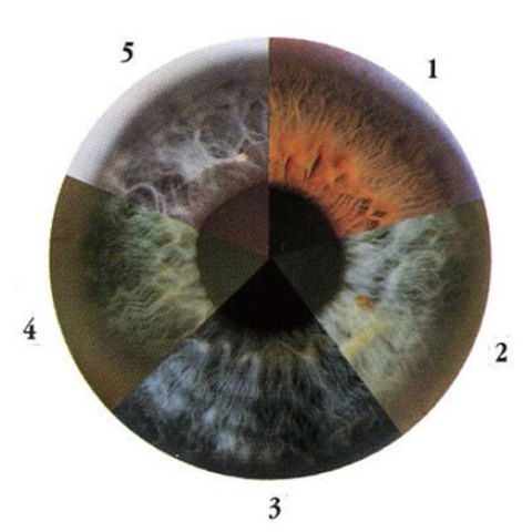 séptimo a octavo mes
