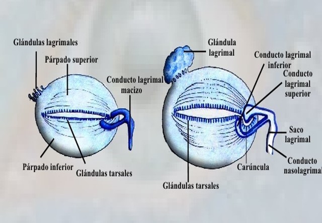 6. 3 MES DE GESTACIÓN