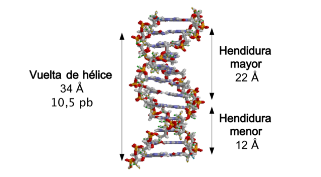 Descubrimiento de la estructura del ADN