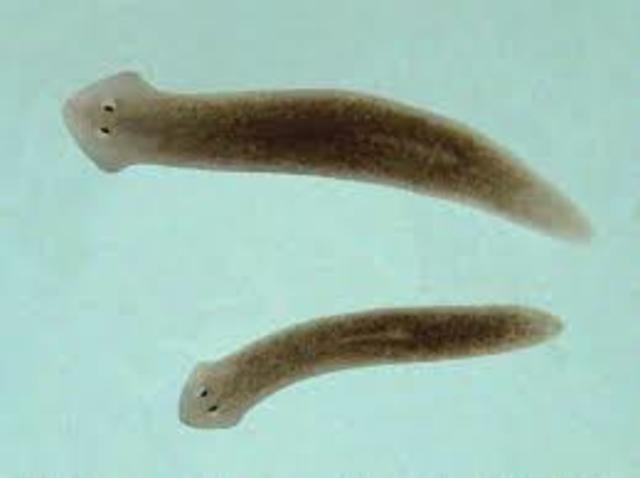 4. (I) PLATELMITOS (Organización nerviosa)