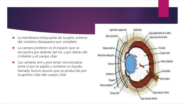 9. 6 MES DE GESTACIÓN