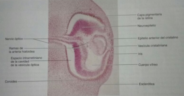 10° Semana | 3° mes