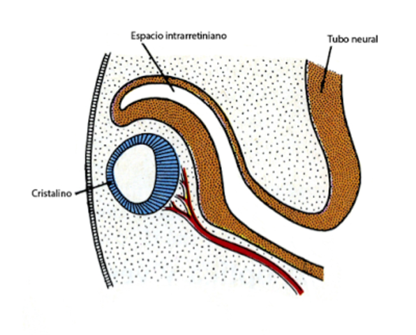 15. 9 MES DE GESTACIÓN