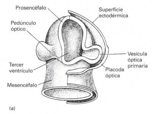 4ª semana de gestación   (Día 25)