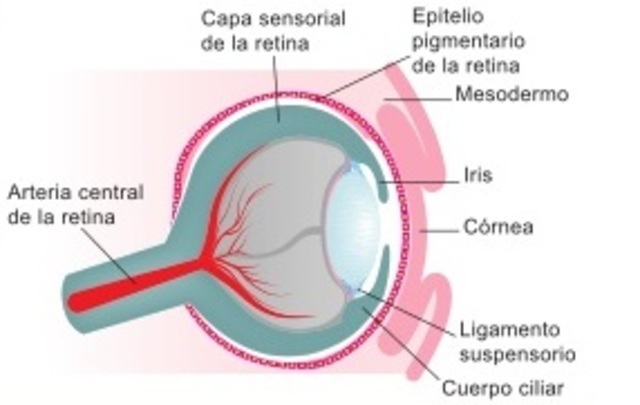 7° Semana de gestacion