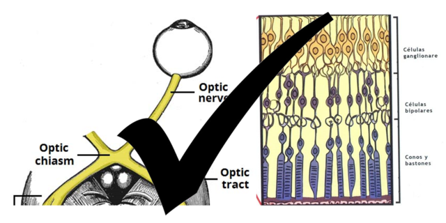 8° Semana de gestacion