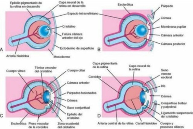 SEMANA 7. Vesícula del cristalino