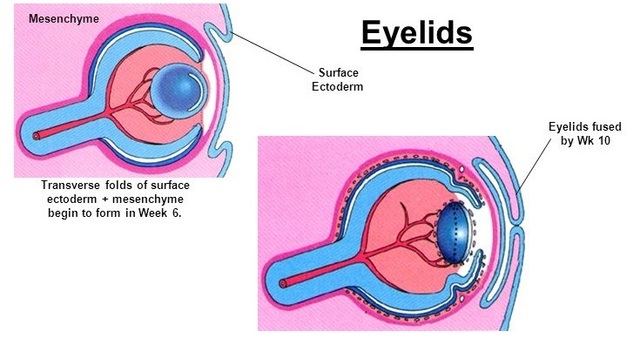 9° Semana de gestacion
