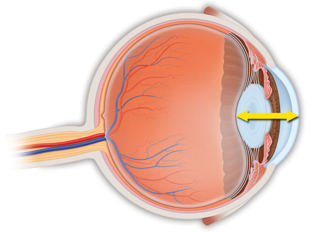 Segmento anterior (A las seis semanas)