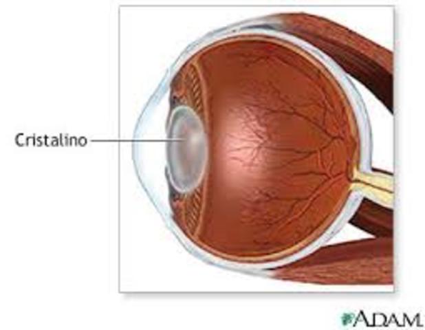 Cristalino  (a las seis semanas),