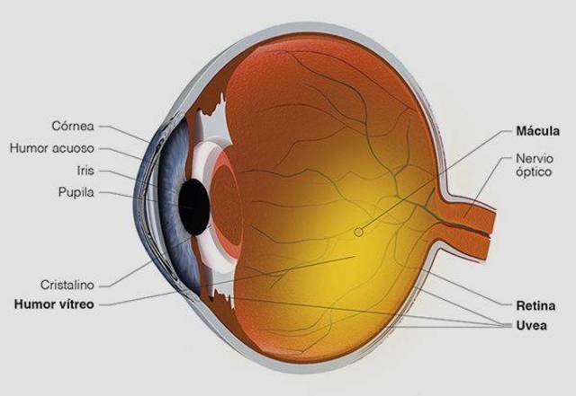 7 SEMANAS-3 MESES DE EDAD Nervio Optico