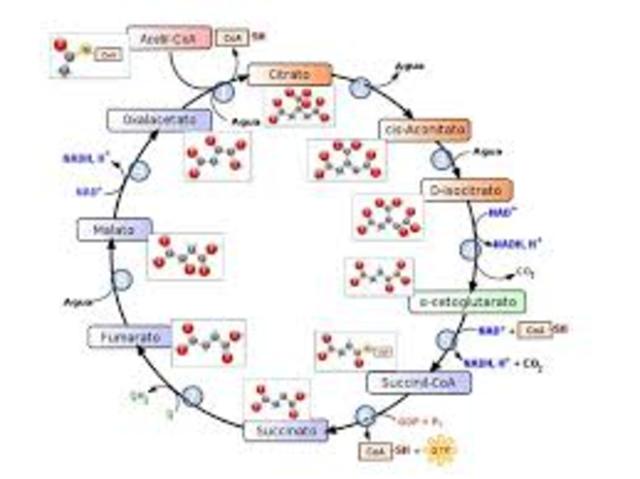 El ciclo de Krebs