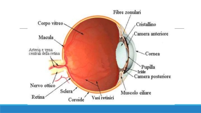 6ª semana de gestación