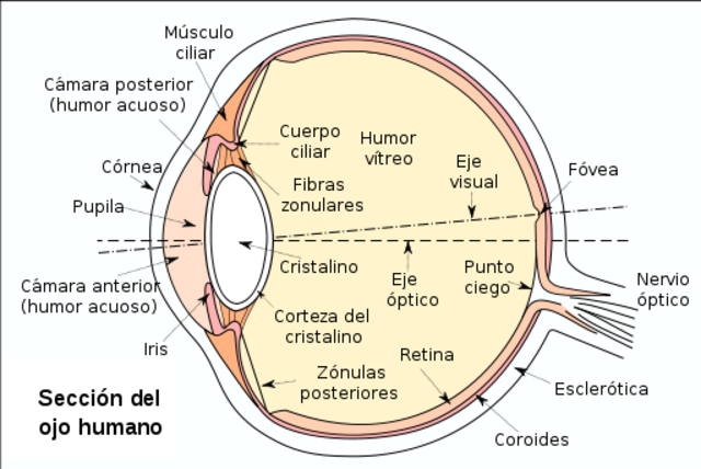 6ª semana de gestación