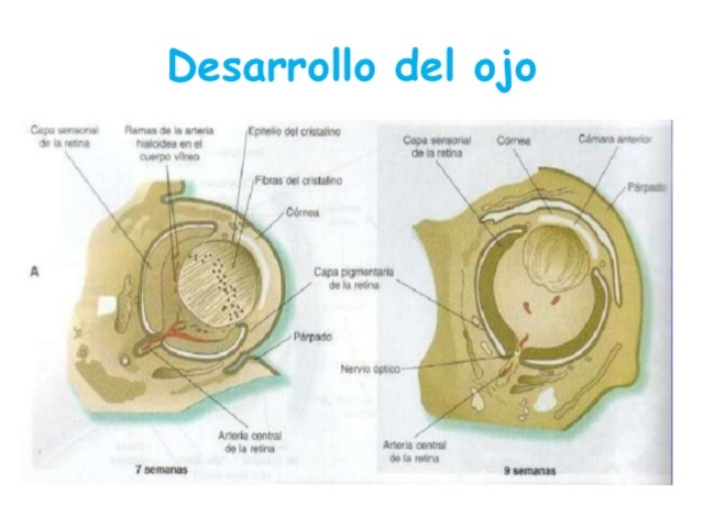 7ª semana de gestación