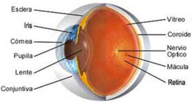7ª semana de gestación