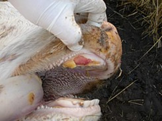 Erradicación de la fiebre aftosa