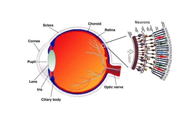 4° mes de gestación