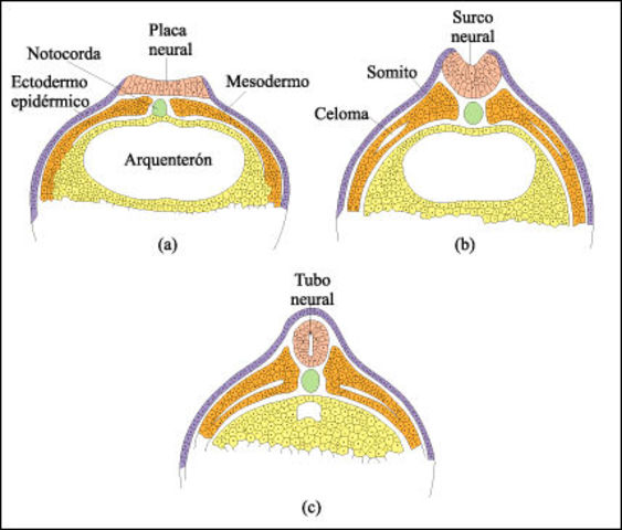 LAMINAS EMBRIONARIAS