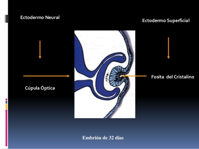 ECTODERMO SUPERFICIAL