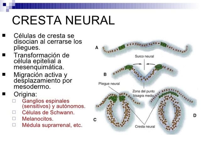 CRESTA NEURAL