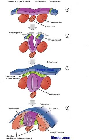 ECTODERMO NEURONAL