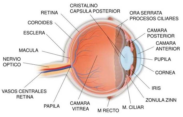 DESPUÉS DEL NACIMIENTO