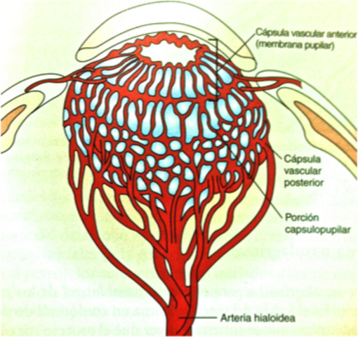 9° Mes de gestación Desaparión de la membrana pup