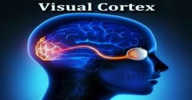 Allman y Kaas creadores de mapas del área visual