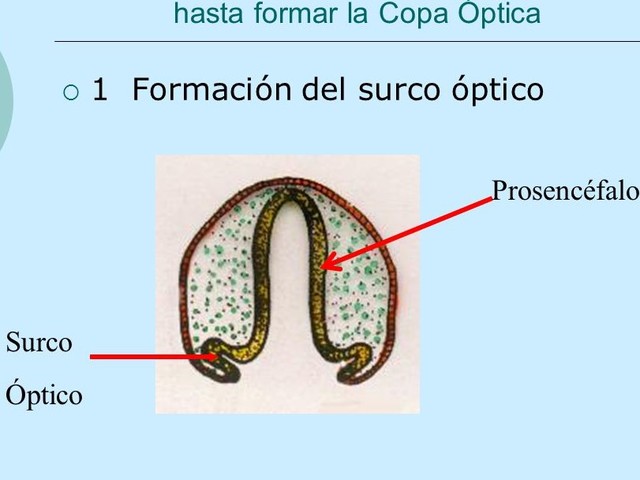 Desarrollo embrionario dia 22-32