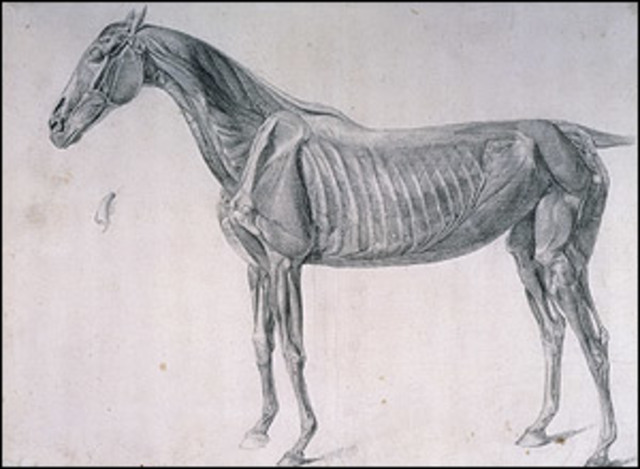 Anatomia Veterinaria