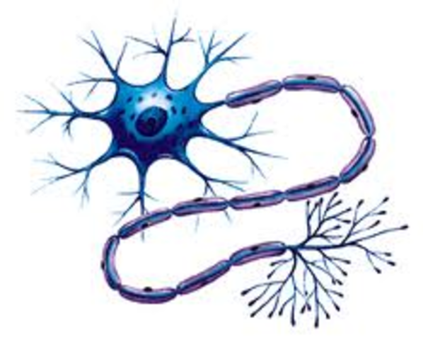 Evidencia anátomica de la neurona como célula