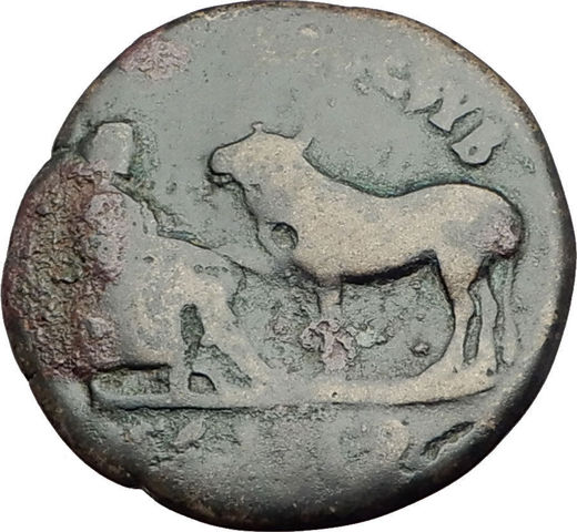 Nace el término "Veterinario"