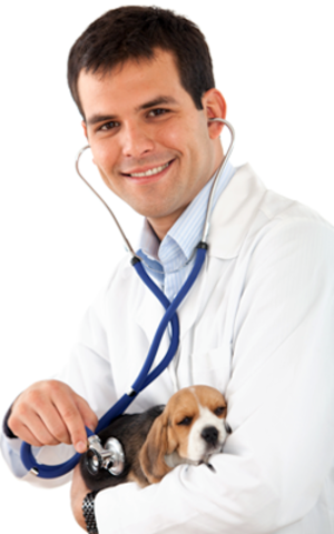 Doctorados en Medicina Veterinaria