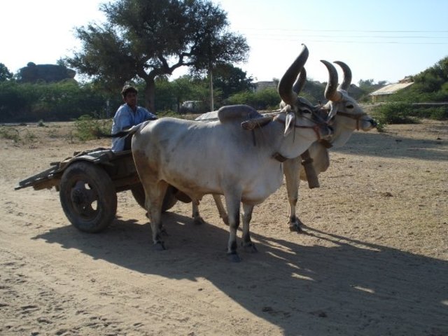 Raíces de la medicina veterinaria en India