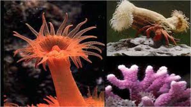 primer sistema nervioso