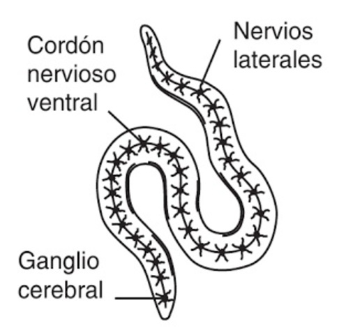 cordones nerviosos y nervios transversales