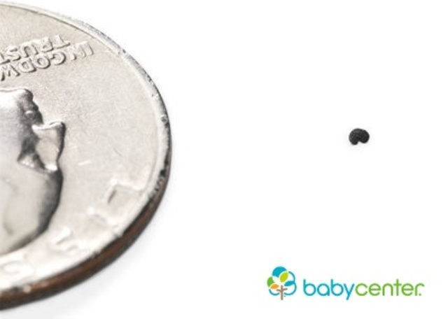 Conception- 1st month