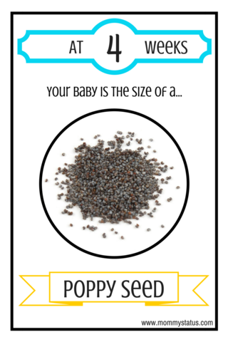 Conception - Month 1