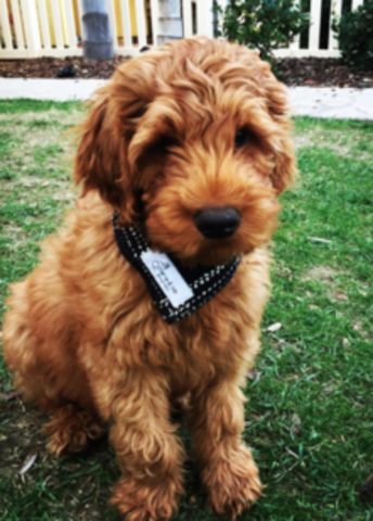 (Short Term) I want to own a goldendoodle