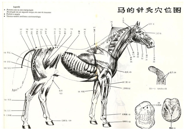 Acupuntura Equina China