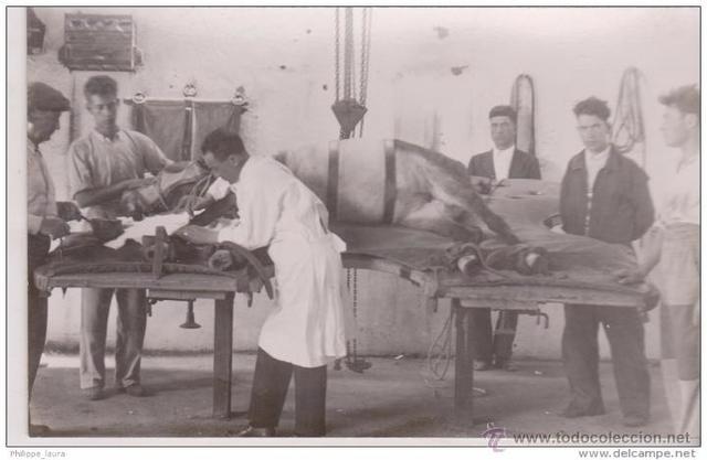 Primer tratado de anatomía de caballo