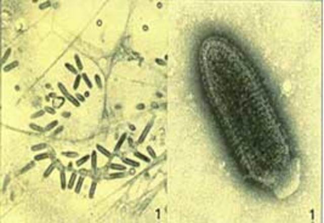Rabia, principal problema sanitario en Japón