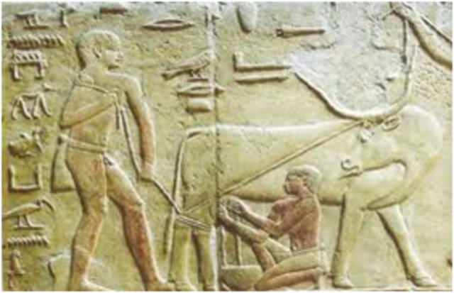 Publicación de artículos sobre las ciencias veterinarias en la antigua India.