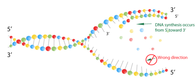 Sintetización del ADN.