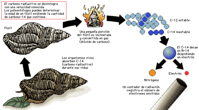 Se inventa la datación con carbono (carbono 14).