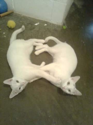 Adopción primer gatita