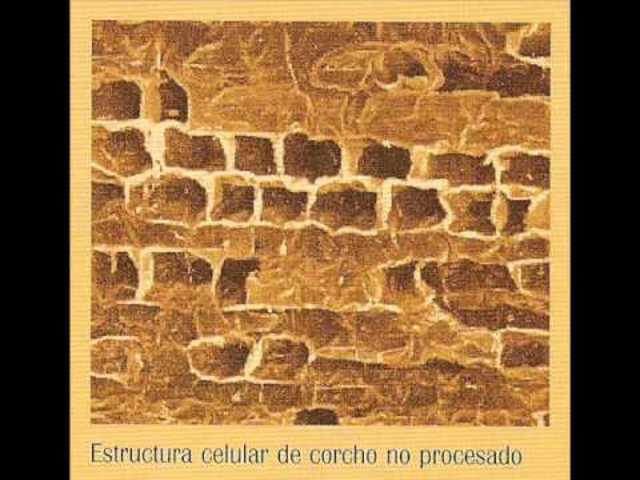 Primer mención de las "células"